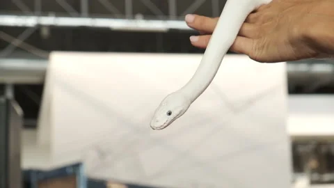 A snake tamer at the circus holds a white snake in his hand, details Stock Footage
