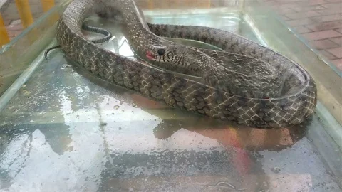 Snake in a tank 4K Stock Footage 76925281