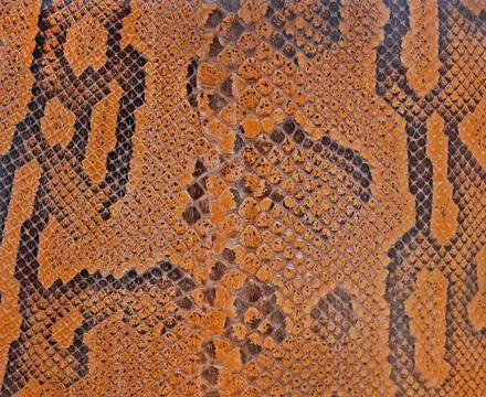 Snake texture 스톡 사진