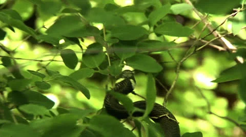 Snake in three Stock Footage 22605431