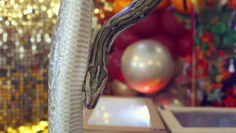 Snake tiger python crawls on the background of festive decorations Video stock 167512531