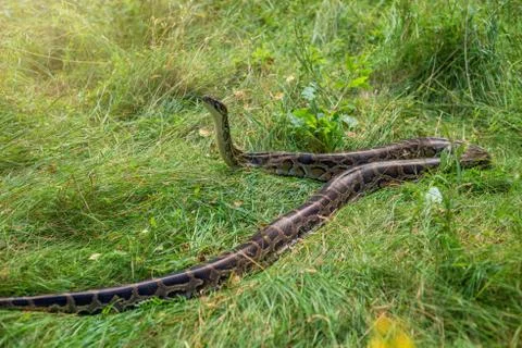 Snake - tiger python on green grass 스톡 사진