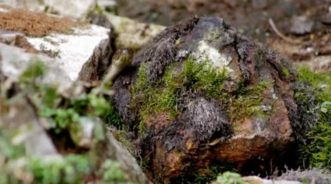 Snake toad.mp4 스톡 동영상 8850507