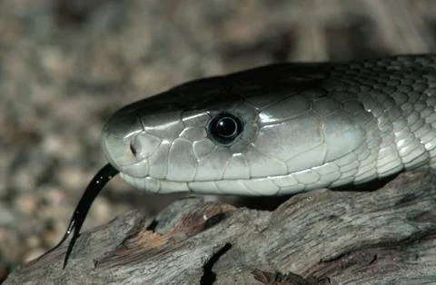 Snake, tongue, Stock Photos
