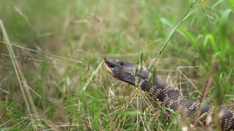Snake toungue in grass Stock Footage 146401863