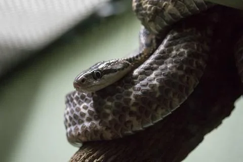 A snake on a tree To blend in with nature Stock Photos