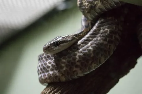 A snake on a tree To blend in with nature Stock Photos