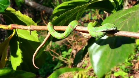 Snake on a tree branch Stock Footage 161944445