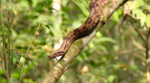 Snake in a tree close up Stock Footage 58069844