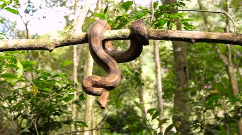 Snake in a tree Stock Footage 58048591