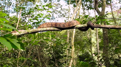 Snake in a tree 스톡 동영상 58070555