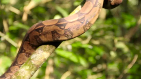 Snake in a tree Stock Footage 58072585