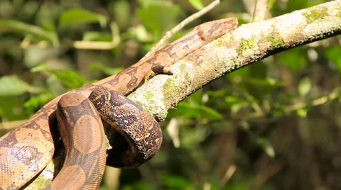 Snake in a tree 스톡 동영상 58075113