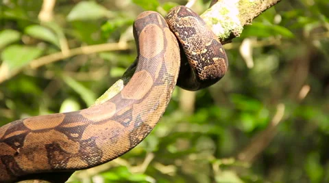 Snake in a tree 스톡 동영상 58075678