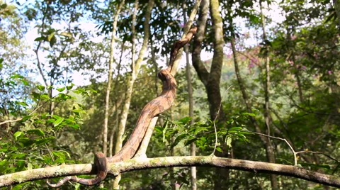 Snake on a tree Stock Footage 58077614