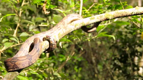 Snake on a tree 스톡 동영상 58077772