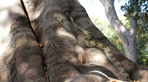Snake on the Tree HD Stock Footage 5959714