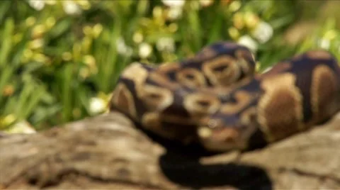 Snake on the Tree HD Stock Footage 6445105