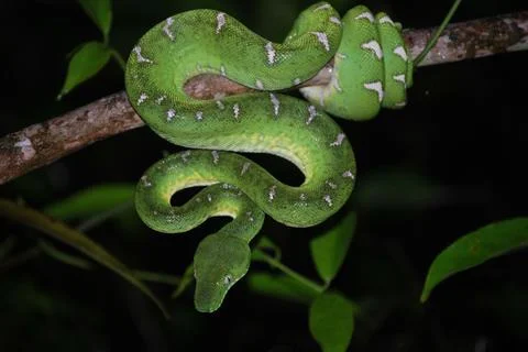 Snake on a tree in the jungle Foto stock