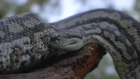 Snake In A Tree In Nature Moving Around With It's Tongue Out Upclose Stock Footage 133521114