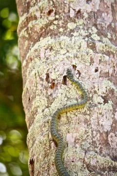 Snake on the tree Stock Photos
