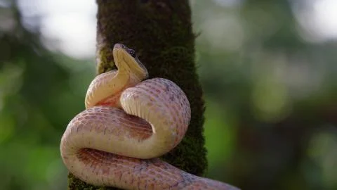 Snake on the tree Stock Photos