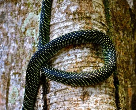 Snake on a tree 스톡 사진