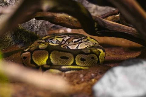 Snake on the tree 库存照片