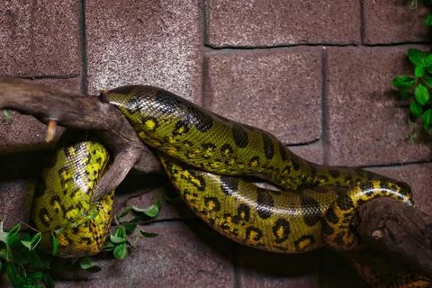 Snake on the tree 库存照片