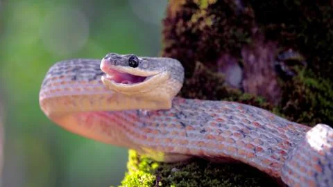 The snake on the tree is ready to attack. Stock Photos