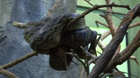 Snake in Tree resting Video stock 49109441