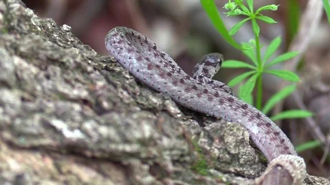 Snake on tree shedding skin Video stock 75591807
