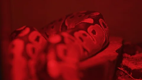 Snake on a tree stump Stock Footage 99889245