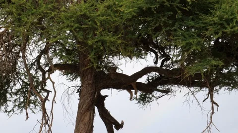 Snake in the Tree. Tanzania Stock Footage 125468799