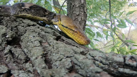 Snake on a tree trunk Stock Footage 154313353