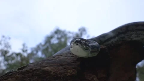 Snake On A Tree In The Wild Nature Upclose Stock Footage 133521141