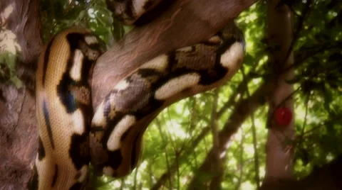 Snake in Tree.mp4 Stock Footage 46303095