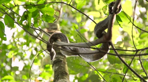 Snake in the trees Stock Footage 58094963