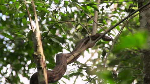 Snake in the trees Stock Footage 58103011