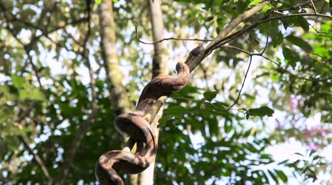 Snake in the trees 스톡 동영상 58104511