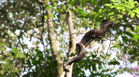 Snake in the trees 스톡 동영상 58105308