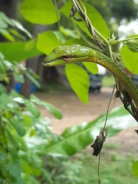Snake at the trees Stock Photos