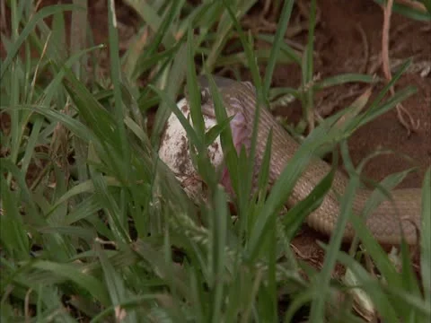 The snake trys to grip the egg . Stock Footage 12761804