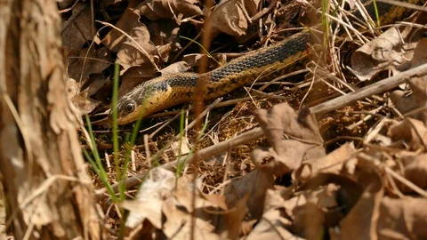 Snake turning head and entering slowly in a whole made of dead leaves Vidéo 100449998