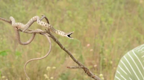 Snake on a twig Stock Footage 41251654