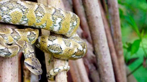 A snake twisted around a tree Stock Photos