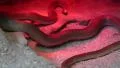 Snake under red light in terrarium HD Footage