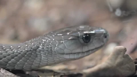 Snake Unique Stock Footage 236520202