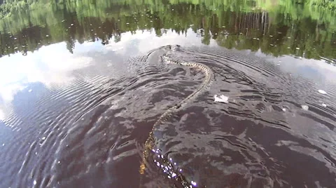 Snake uplyvayuschayaya from the camera on the river Stock Footage 43343777