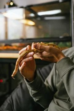 Snake using its tongue to explore surroundings while being gently held Stock Photos